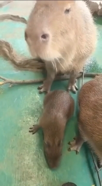 Семейка капибар