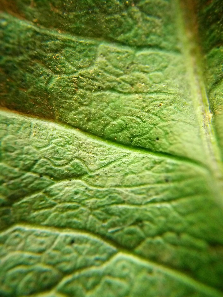 Macro x20