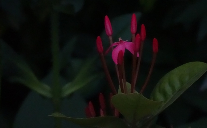 flower bud