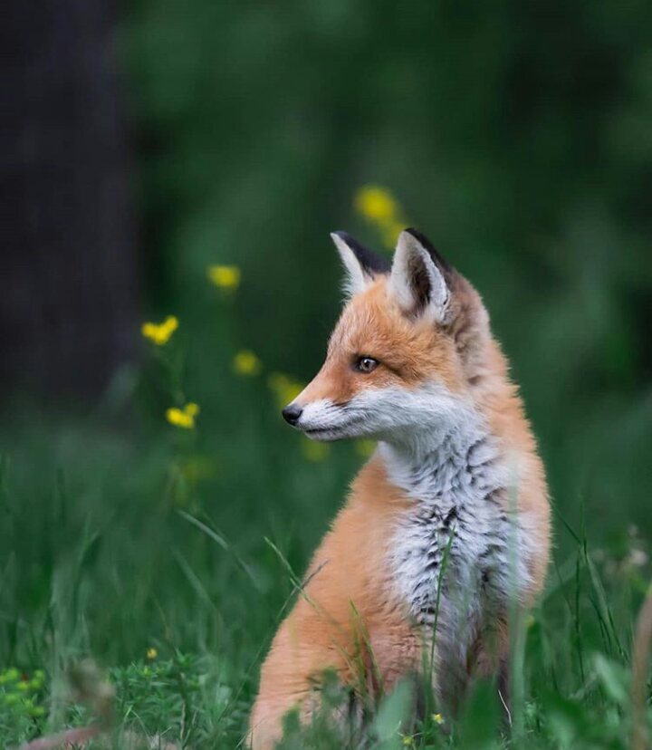 I love fox