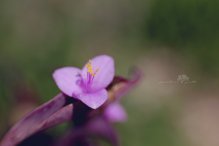 꽃