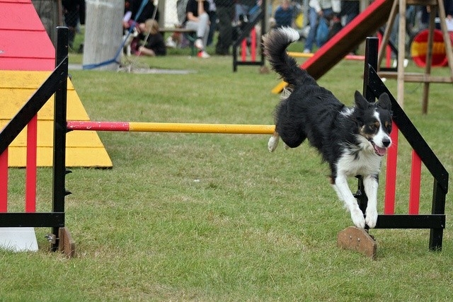 The Border Collie Because There Is No Better Dog