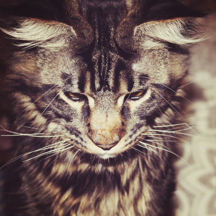 love#cat#lovly