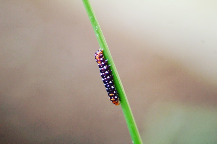 Bugs