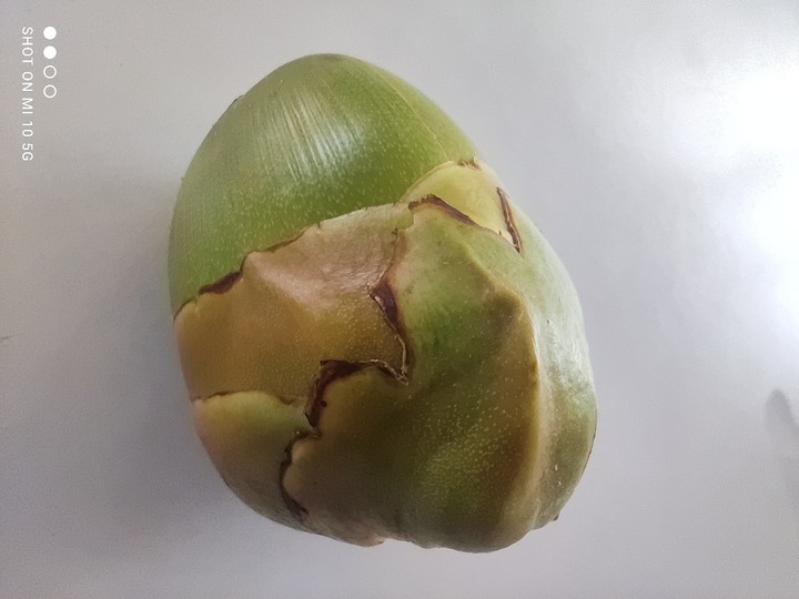 coconut