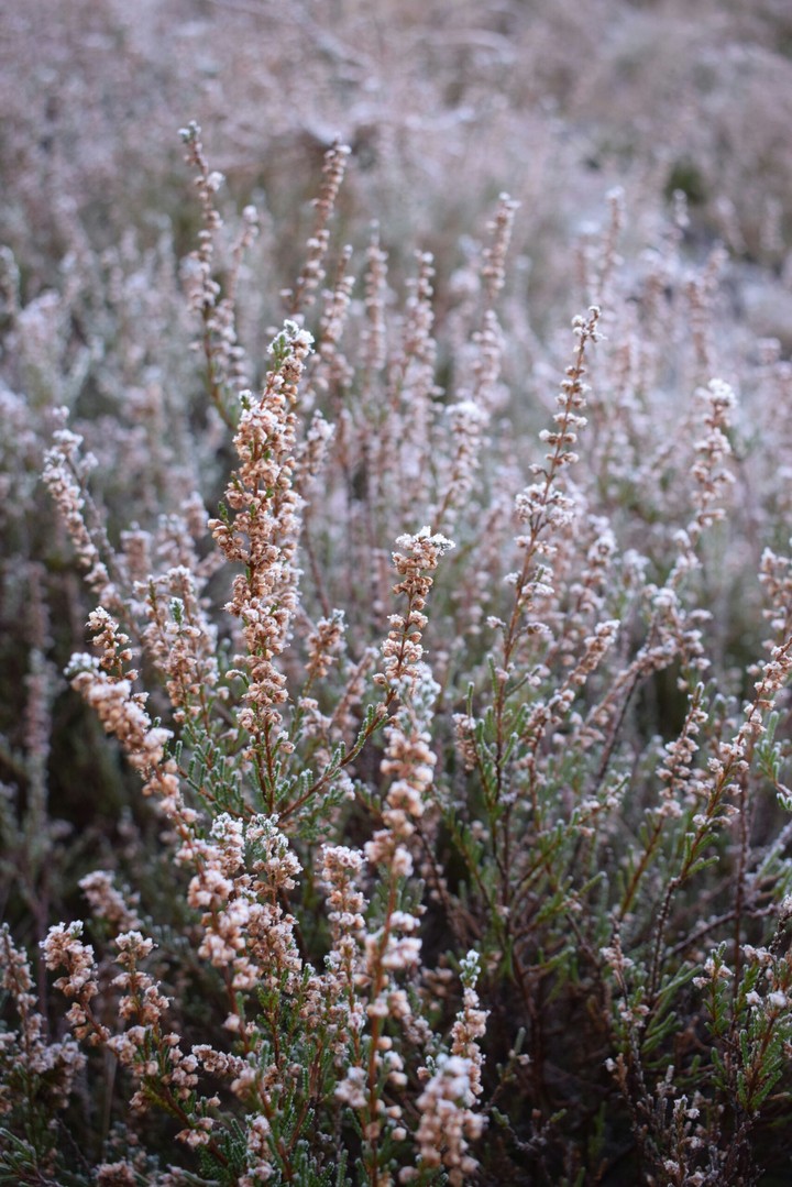 feozen flowers