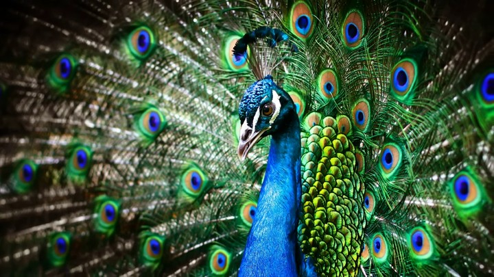 peacock