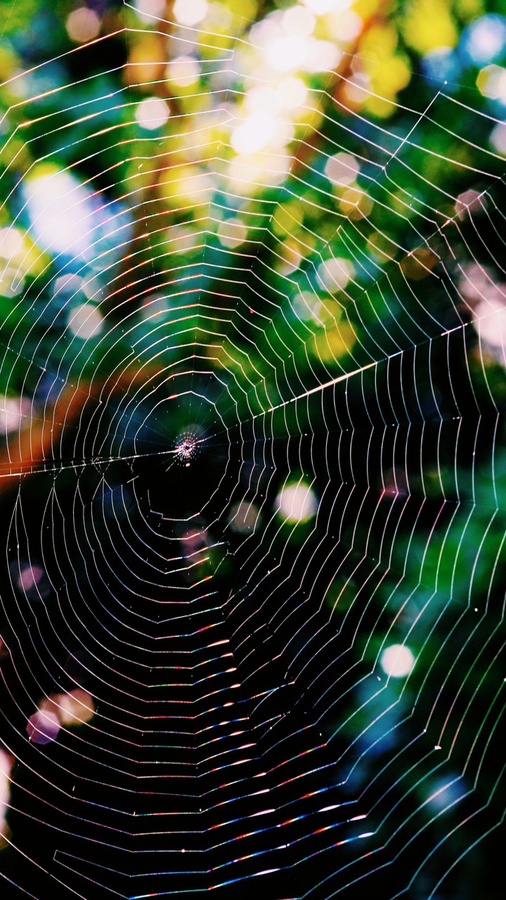 Con la sutileza de la araña.