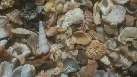 sea sid