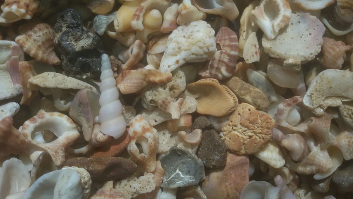 sea sid