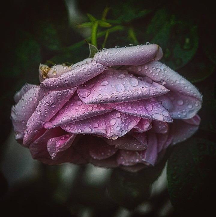 Roses