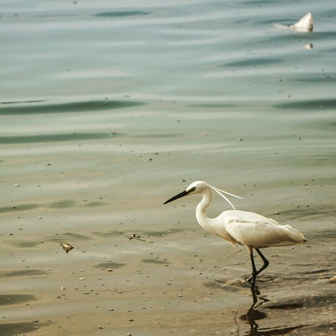 Feathers