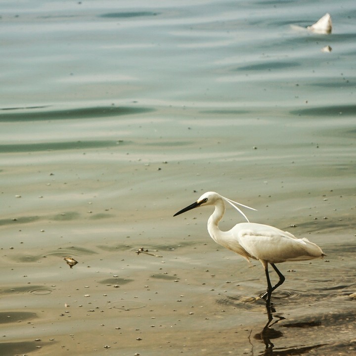 Feathers