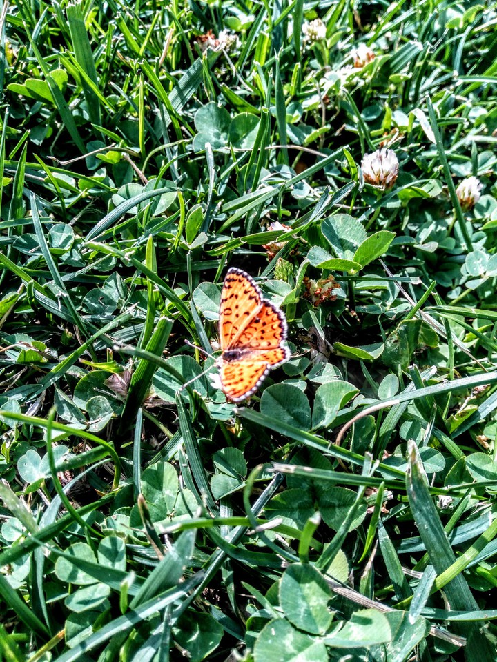 butterfly