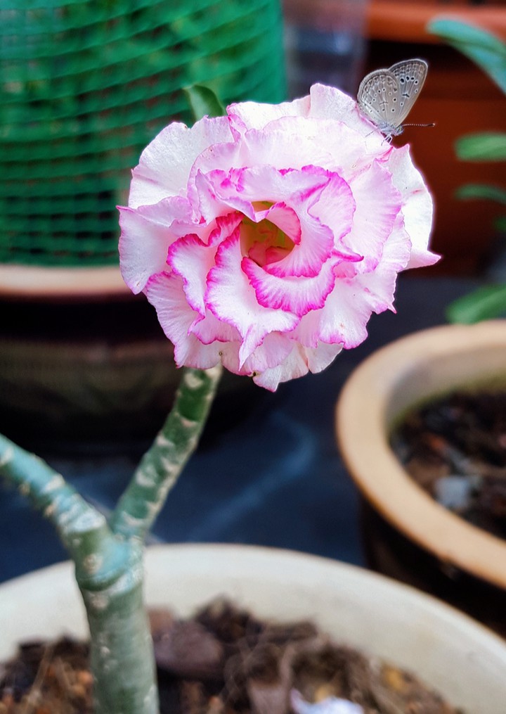 Little Pinky