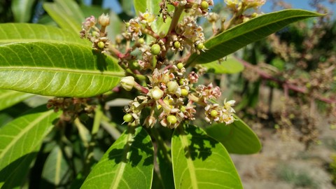 Leaf