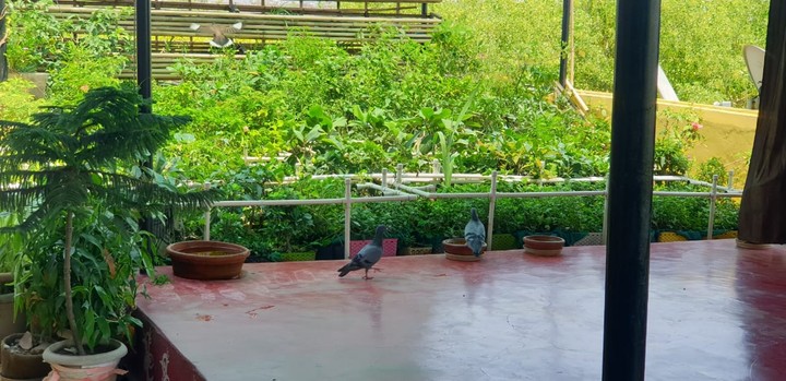 Green cover to contribute towards our climate