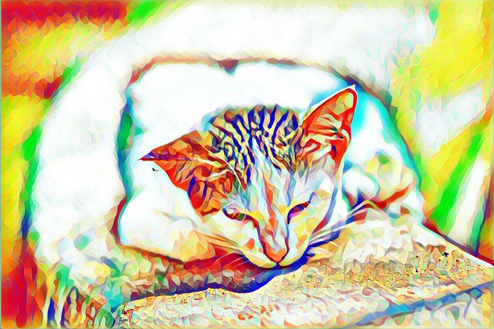 mi cat