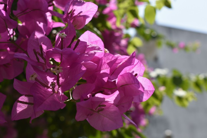 FLOWERS