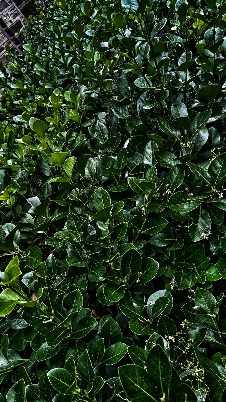 Just Green!!