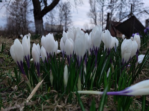 The Flowers