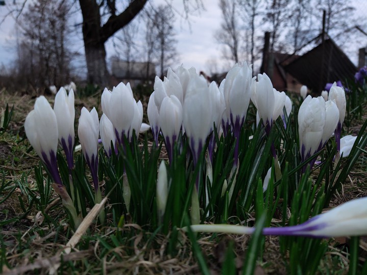 The Flowers