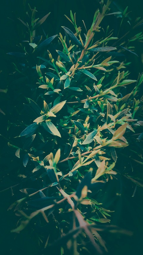 Nature2
