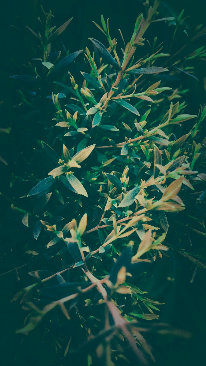 Nature2