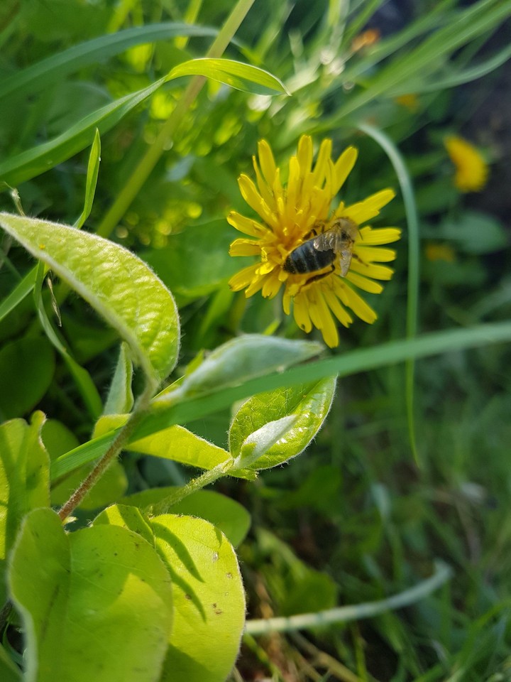 abeille