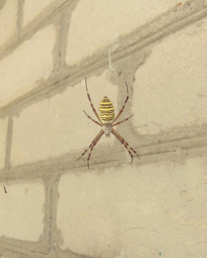spider