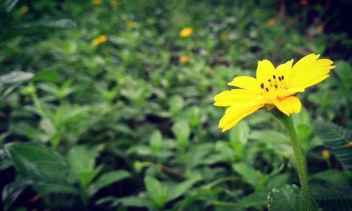 flower that stood alone