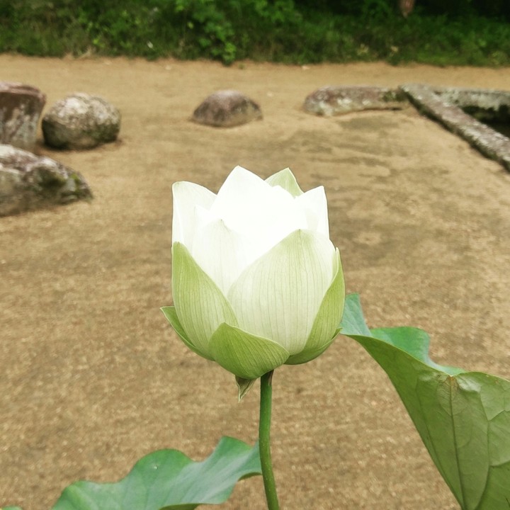 lotus