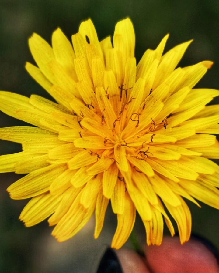 yellow love