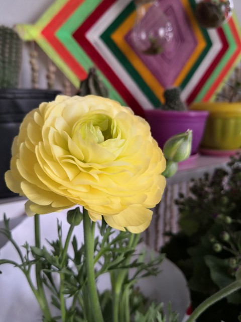 rose