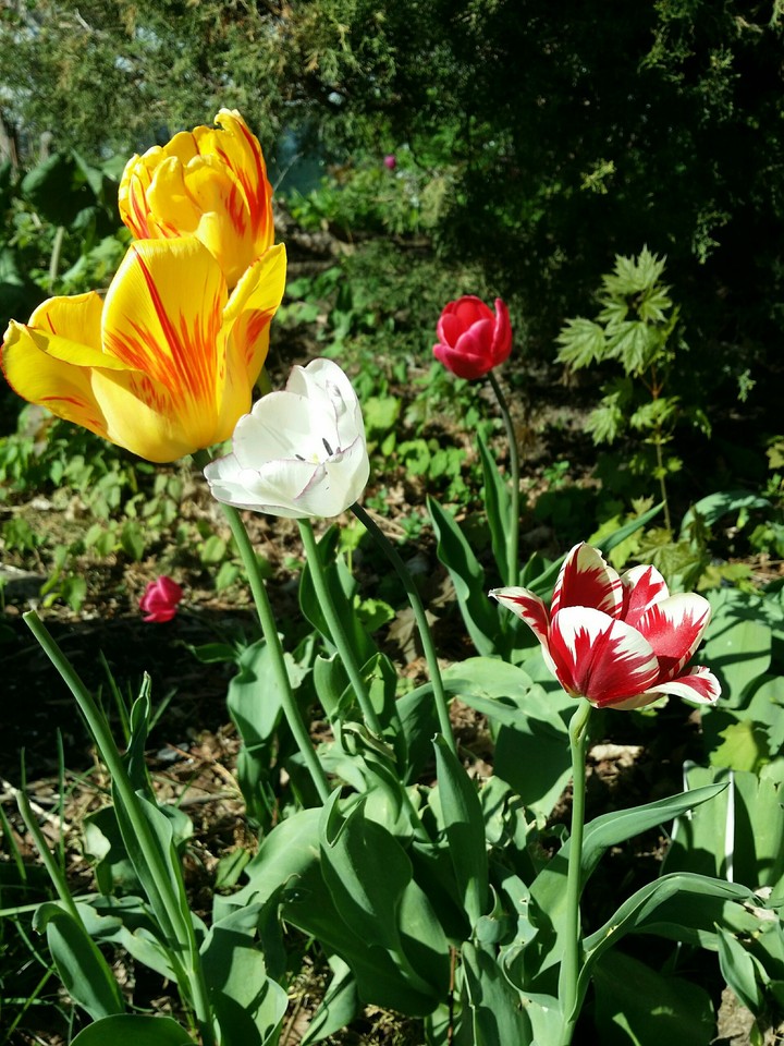 Nature