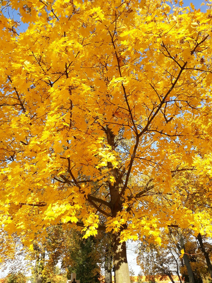 Autumn