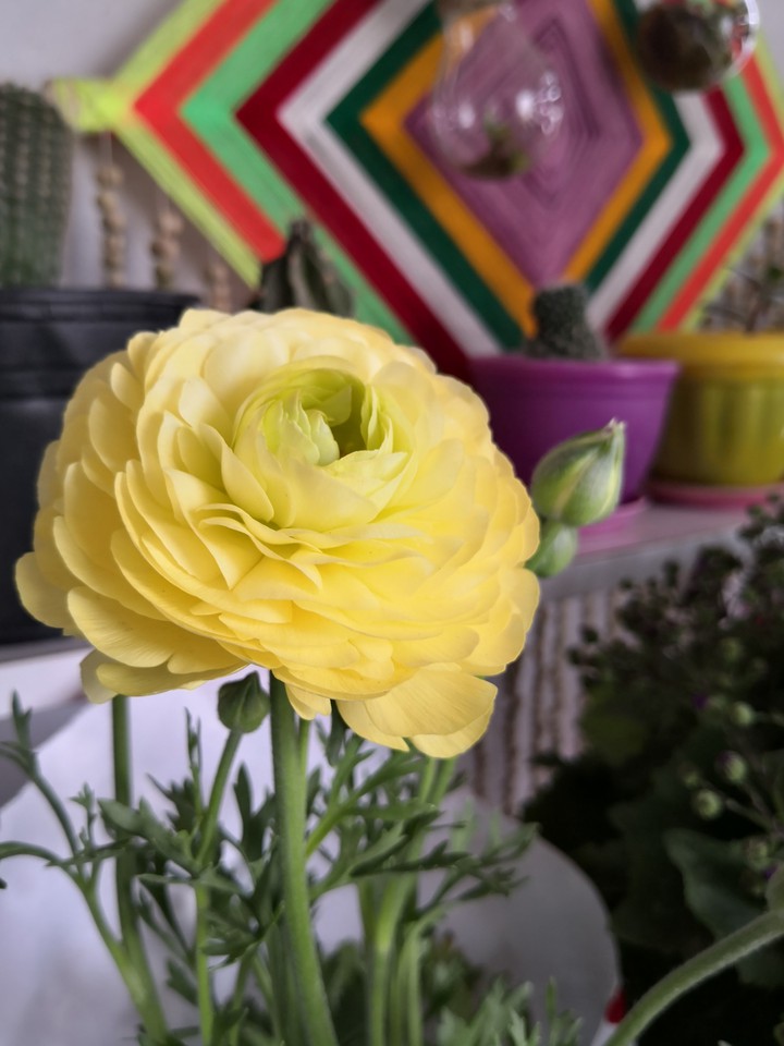 rose