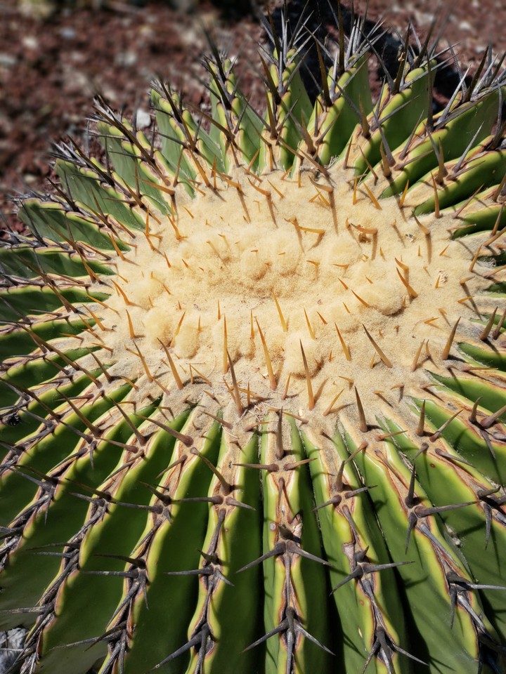 cactacea