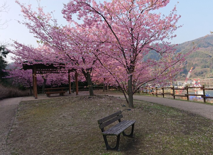 河津桜