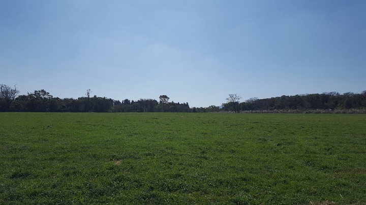 Jejo island's field