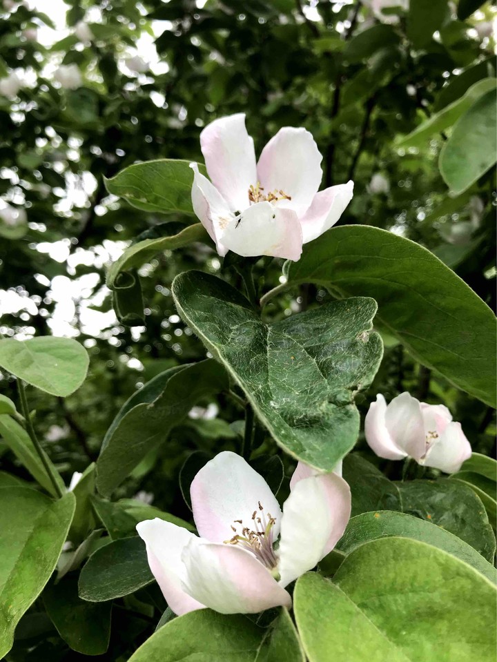 #spring