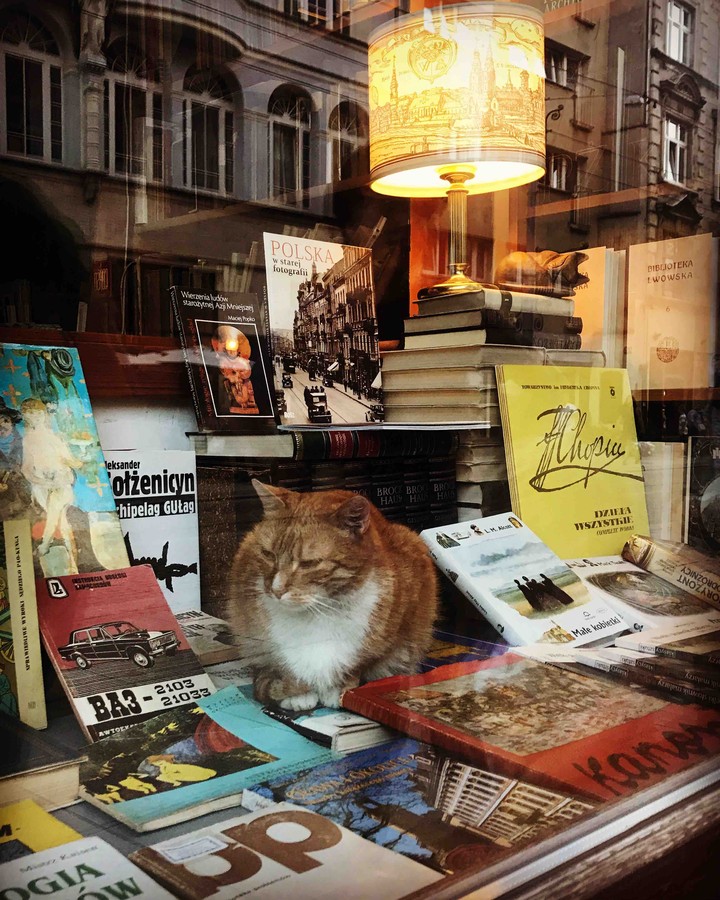 Book store cat