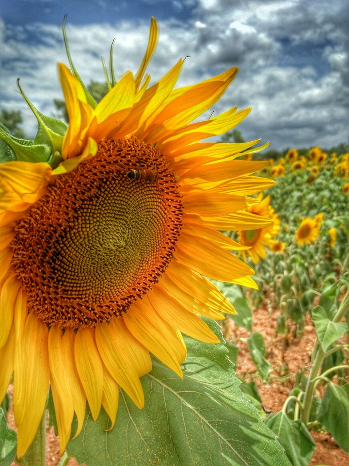 sunflower