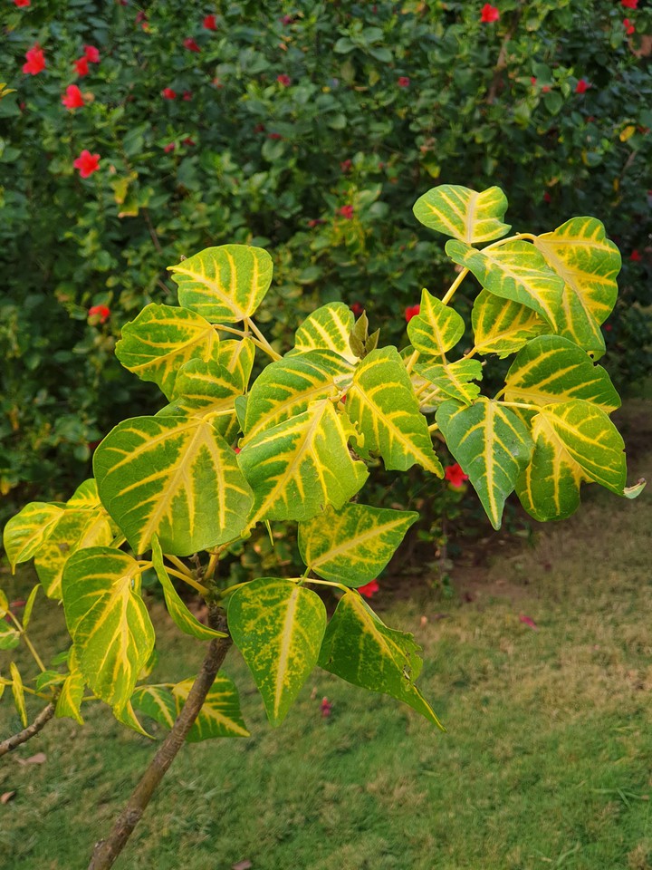 Greenery