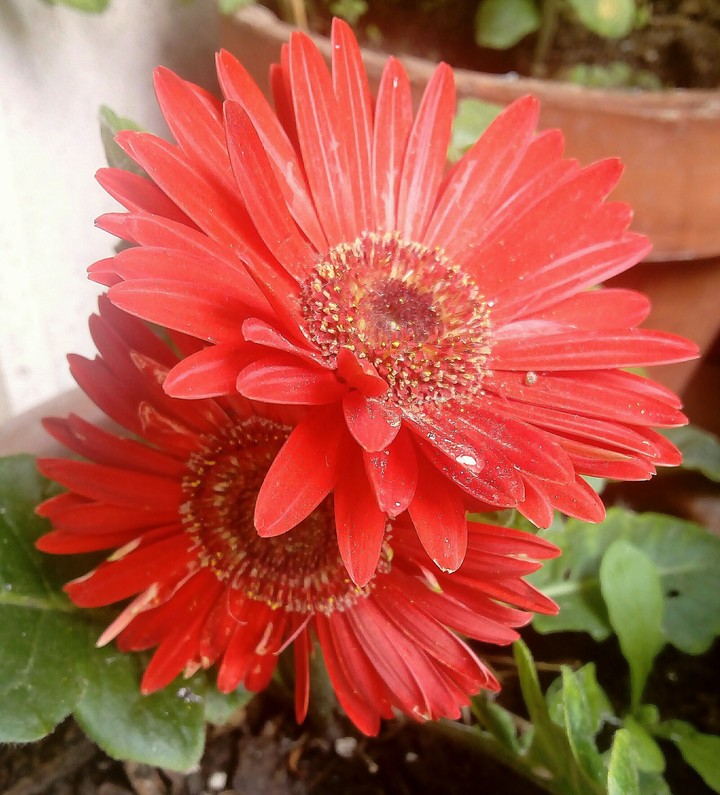 rosso