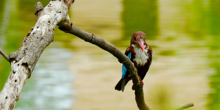 Kingfisher ♥