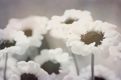 Flowers for Every Occasion