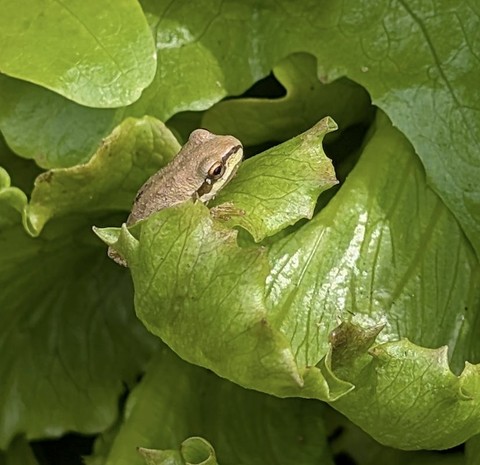 fonds d'écran frog, vertebrate
