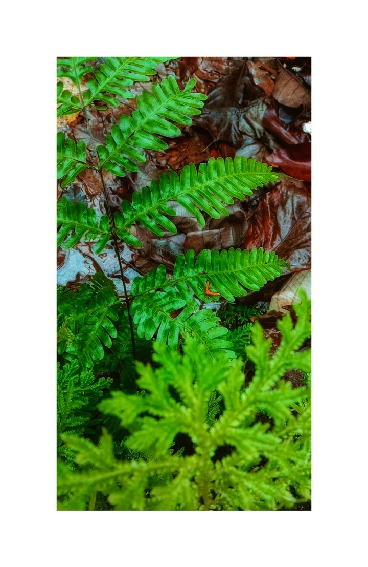 greenish it is