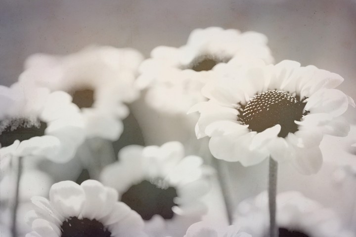 꽃은 언제나 옳다